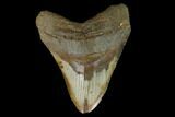 Fossil Megalodon Tooth - North Carolina #124969-1
